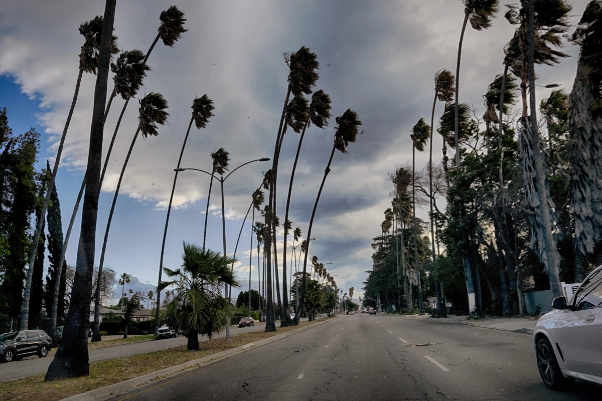 Tall palm trees sway during extreme gusty winds in the Van Nuys section of Los Angeles on Tuesday.