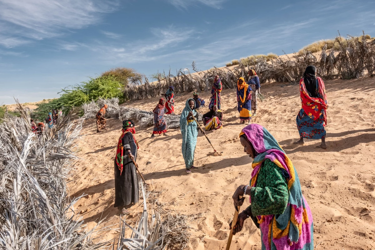 Women install barricades to halt the shifting dunes that threaten to swamp the oasis outside their village of Kaou, Chad. The oasis feeds their only source of farmland, but oases in the region have been shrinking steadily, elders say, in the face of hotter temperatures and stronger winds. The dune fixing is part of a broader intervention to support farming known as the Great Green Wall initiative.