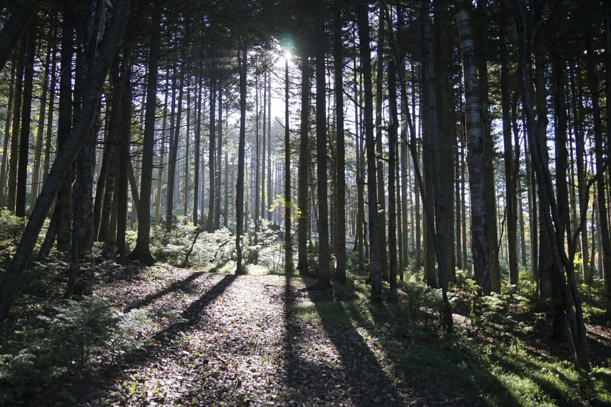 The morning sun shines through a forest outside Yuzhno-Sakhalinsk on Sakhalin Island in Russia's Far East, Friday, Sept. 3, 2021.