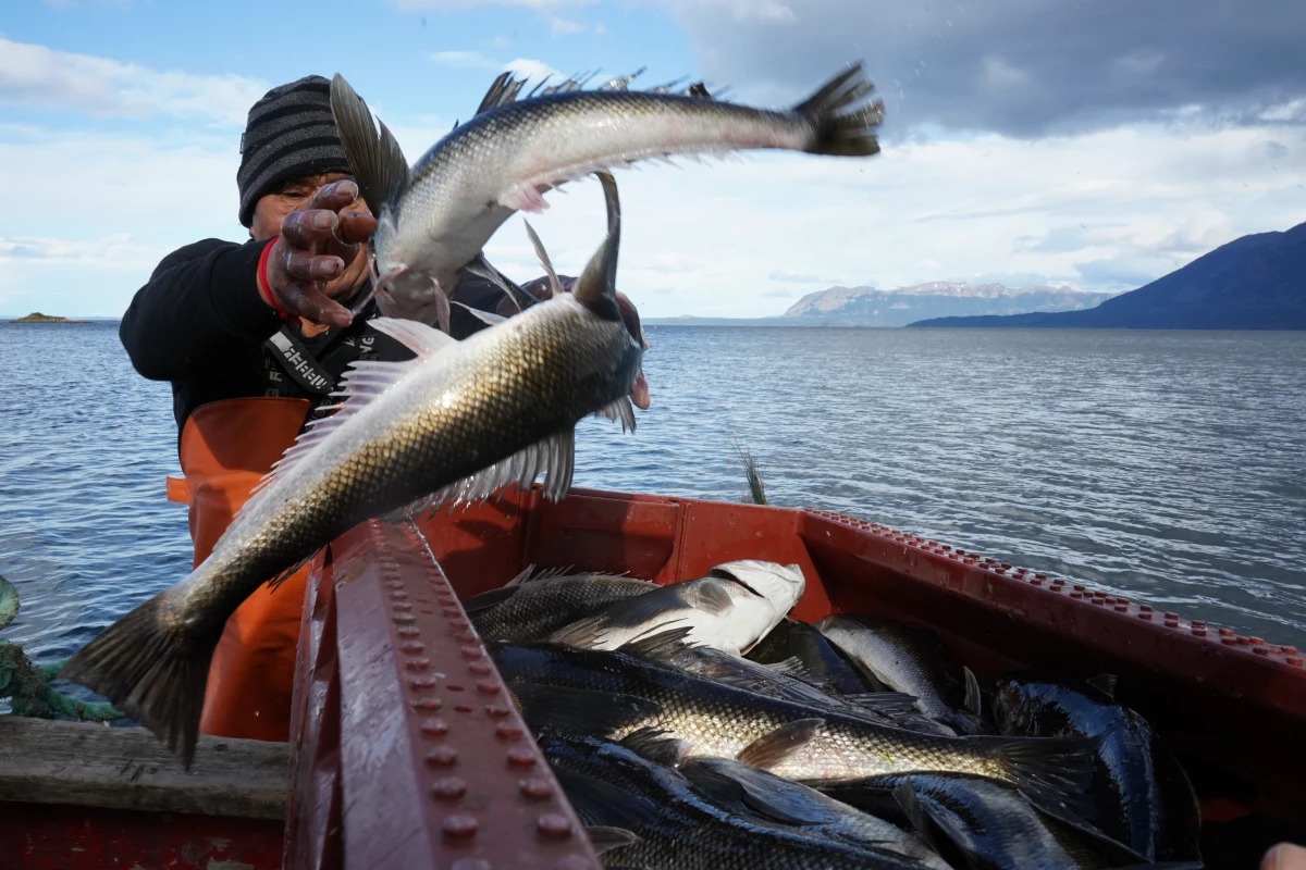 Reinaldo Caro unloads his catch from the shoreline of the Almirante Montt Gulf, Chilean Patagonia.