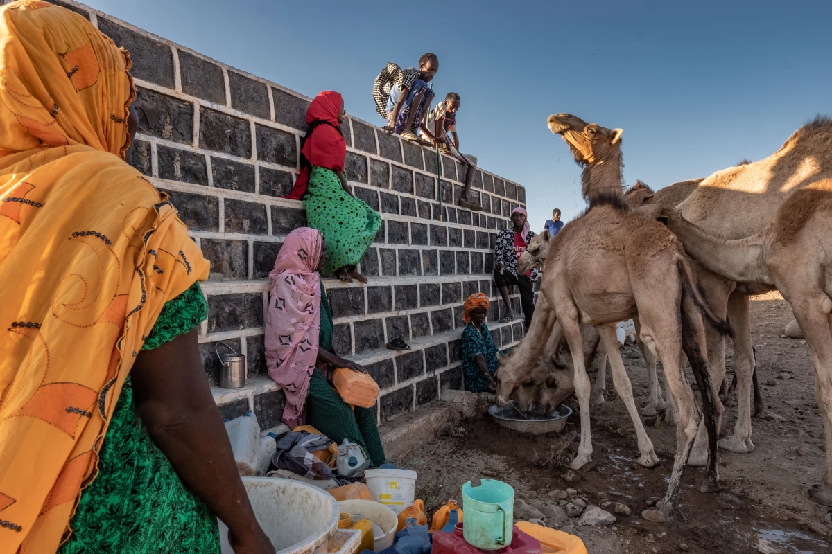 Camels drink from a water tank that once irrigated a community farm in Kourtemale, Djibouti. The country's Great Green Wall department installed a borehole and pump to bring water to the tanks, allowing the farm to flourish. But after the pump broke, nobody came to fix it. The land rapidly reverted to desert.