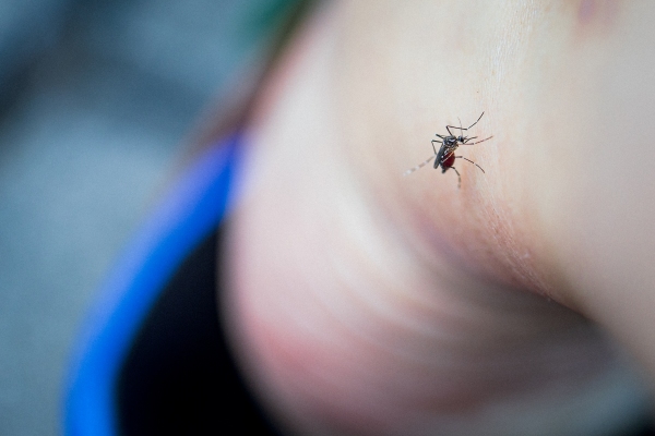 A macro photo of a mosquito on an exposed ankle, with the person's heel and shoe blurred in the background.