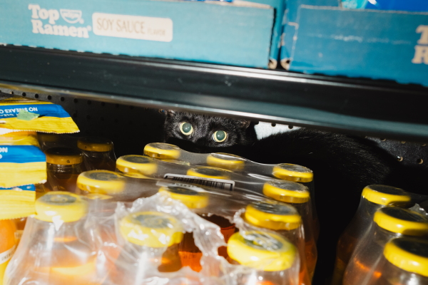 Lucky, a black bodega cat spotted hiding in the aisles at L Stop Gourmet in Brooklyn, New York on March 31, 2025.