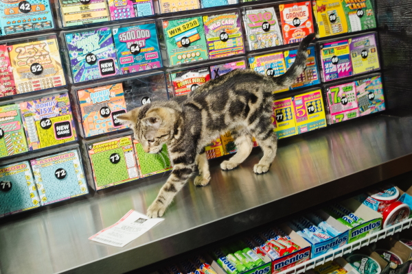 Alex, a female bodega kitten playing with a Lotto ticket at Grand Organic in Brooklyn, New York on March 31, 2025.