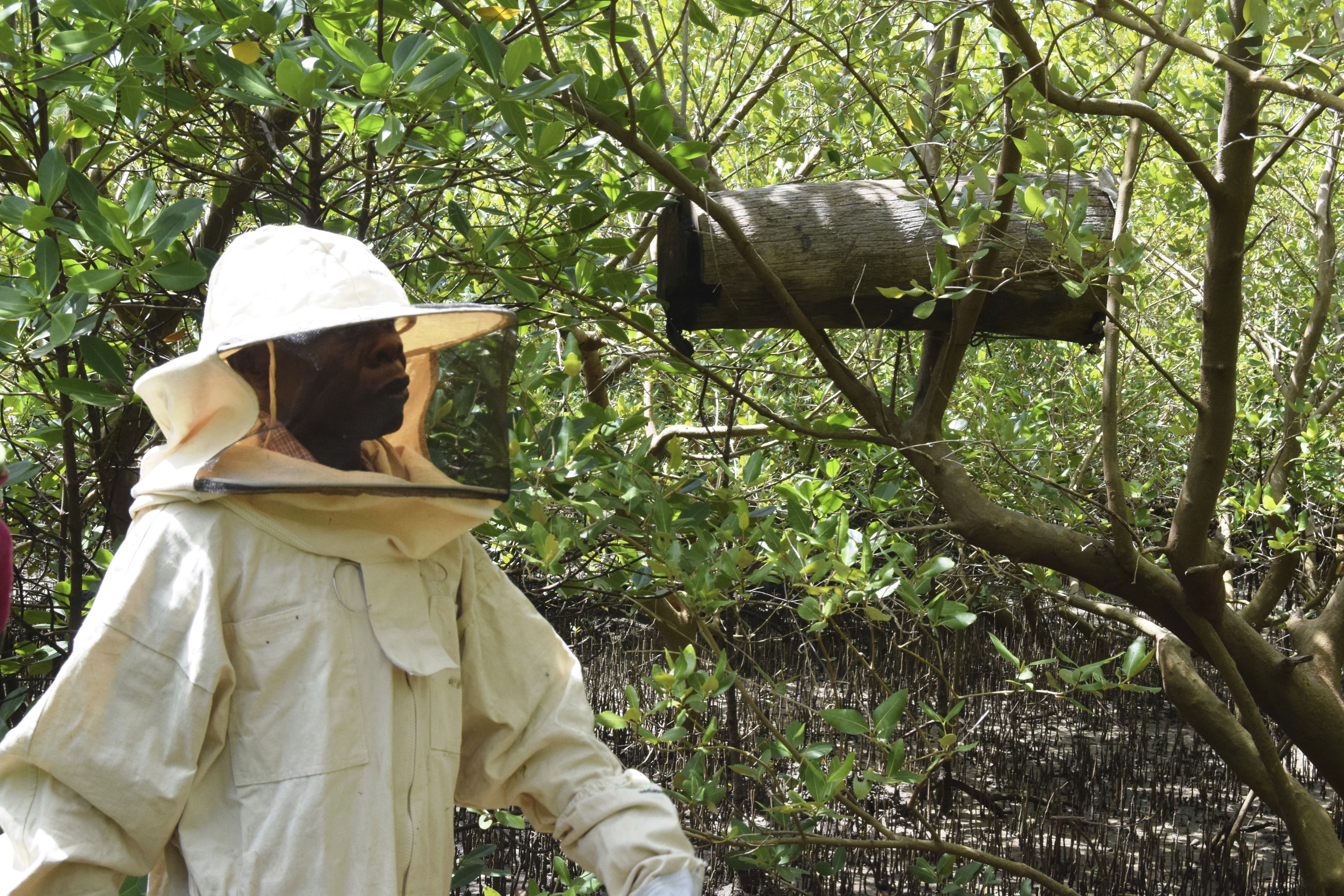 To protect mangroves, some Kenyans combat logging with hidden beehives