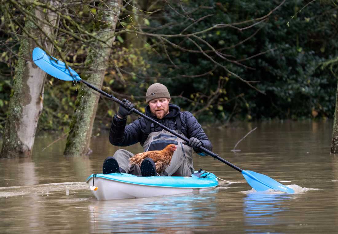 Eric Gustin paddles to dry land after rescuing one of several chickens from a flooded coop in Burlington, Wash. on Friday.