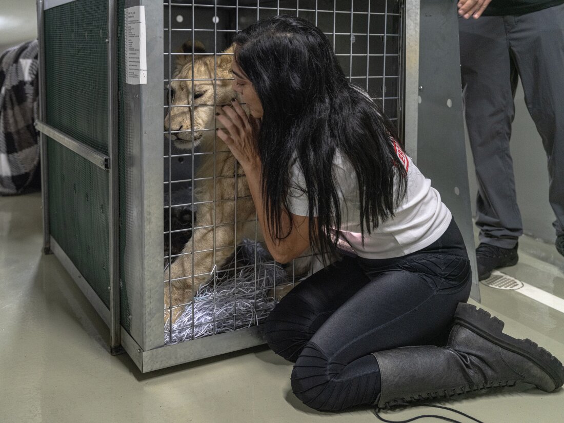 Animal rescuers evacuate a lion cub from war-torn Lebanon to South Africa