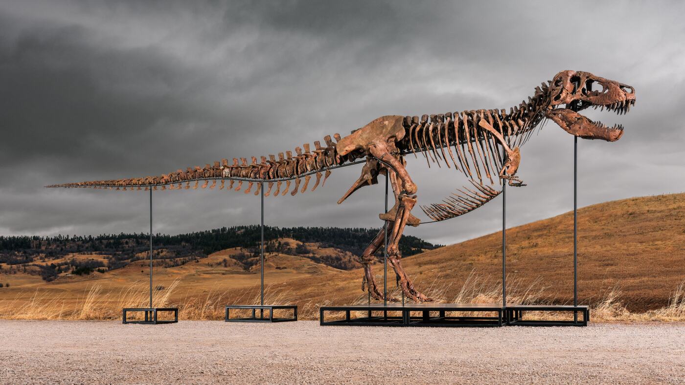 Gizemli teklif veren, ‘Gus’ lakaplı T. rex’i 50 milyon dolarlık rekor bir fiyata satın aldı