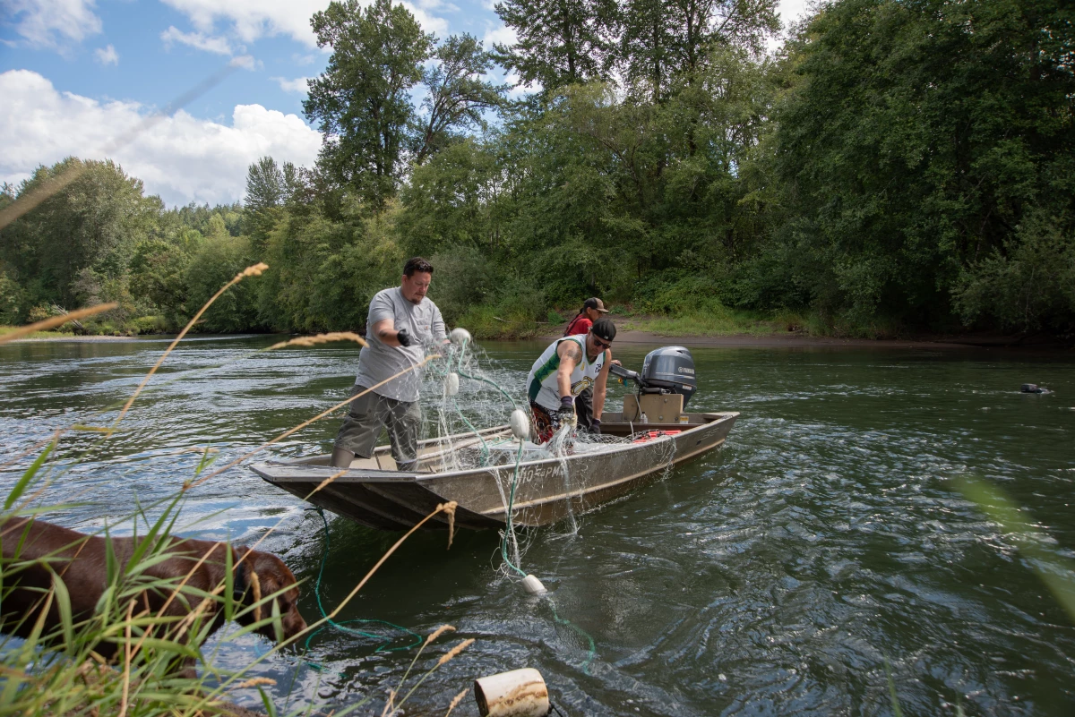 Steven Van Tiem, Willie Frank III and Tobin 'Sugar' Frank (left to right) set nets in the Nisqually River at Frank's Landing near the Nisqually Indian Reservation on one of the few days open to tribal fishers only during the August chinook run.