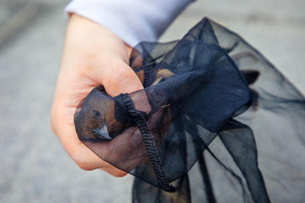Volunteer Jennifer Melot carefully holds a female eastern towhee that was stunned after colliding with a building earlier this year in Washington, D.C. Melot transported the injured bird, along with two other stunned birds also found that morning, to nearby wildlife rehabilitation center City Wildlife to receive medical care.