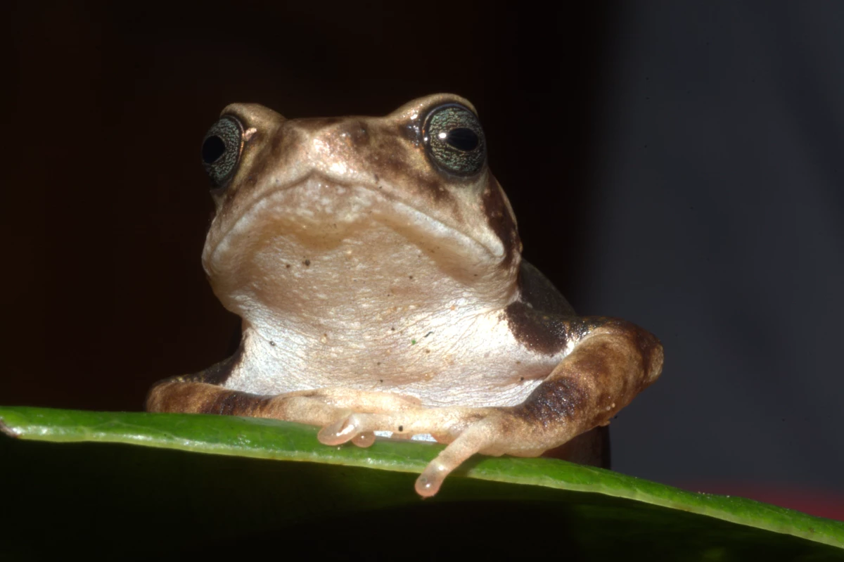 Scientists have described three toad species in Tanzania, including the Luhomero Glandular Tree Toad (Nectophrynoides luhomeroensis), that give birth to live young — a rare phenomenon among frogs and toads.