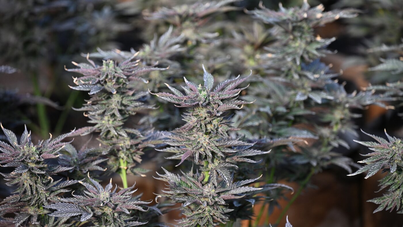 Hemp and marijuana are the same species. So why all the different laws?