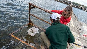 University of Cambridge professor Elizabeth Murchison and Peter Emerson of the Vermont Fish & Wildlife Department scoop up catfish for testing in Newport, VT. Emerson was one of the researchers to publish a new paper in the journal Nature describing the first known transmissible cancer in fish.