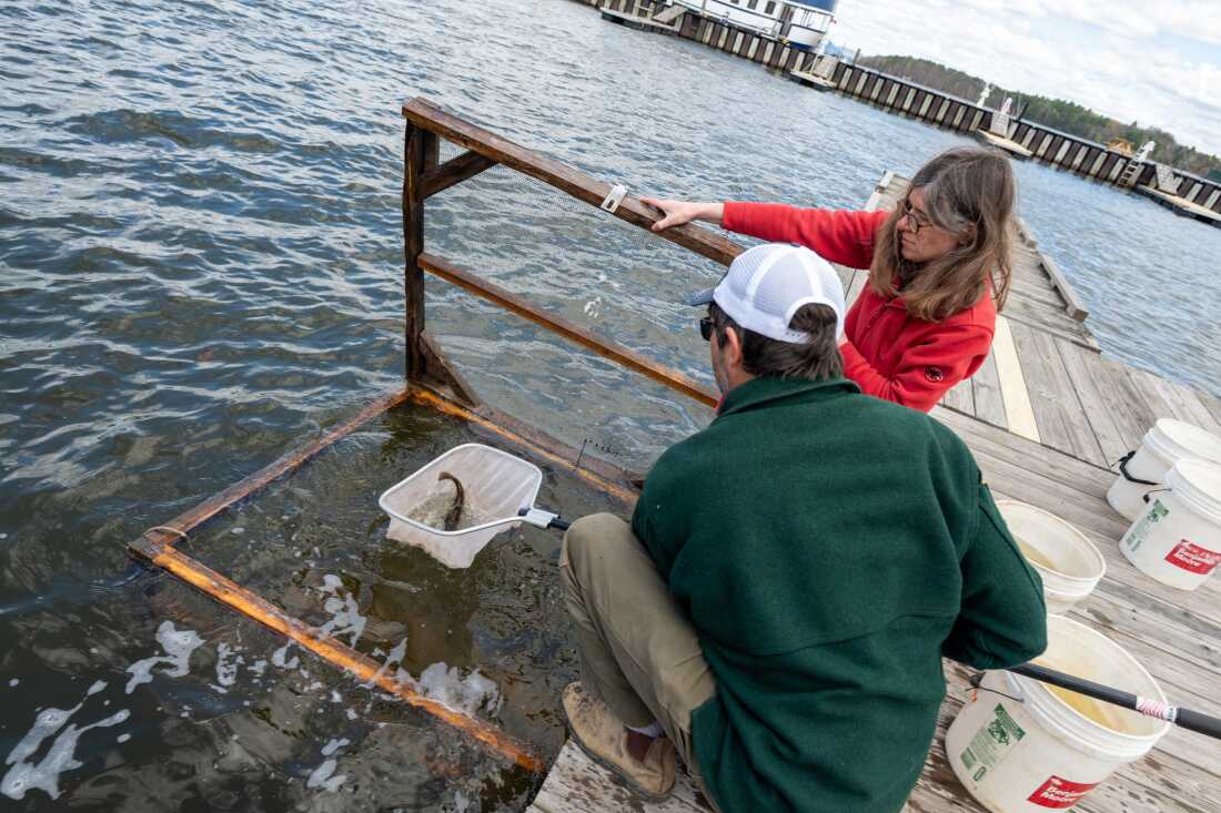 A strange transmissible cancer is spreading through the catfish in this lake A strange transmissible cancer is spreading through the catfish in this lake