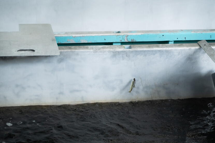 A king salmon fry jumps out of the water in a raceway at Pillar Creek hatchery.
