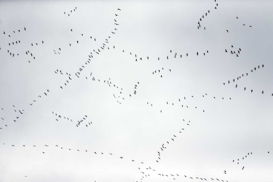 Migrating geese fly over the DeSoto National Wildlife Refuge in Missouri Valley, Iowa, Wednesday, March 7, 2018. (AP Photo/Nati Harnik)
