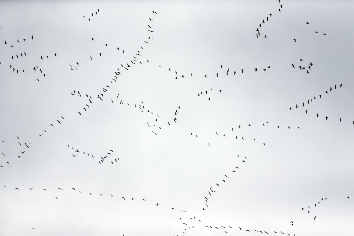 Migrating geese fly over the DeSoto National Wildlife Refuge in Missouri Valley, Iowa, Wednesday, March 7, 2018. (AP Photo/Nati Harnik)