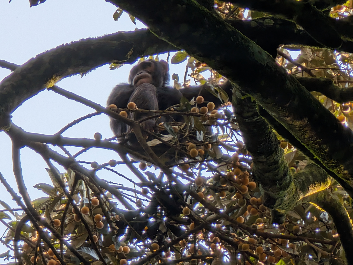 Chimpanzees enjoy eating a wild fruit called African Star Apple.