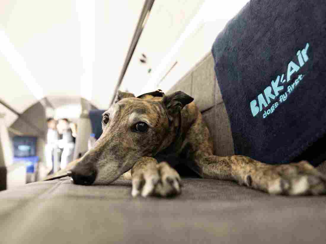 A dog rests on a seat in a plane next to a blanket reading 