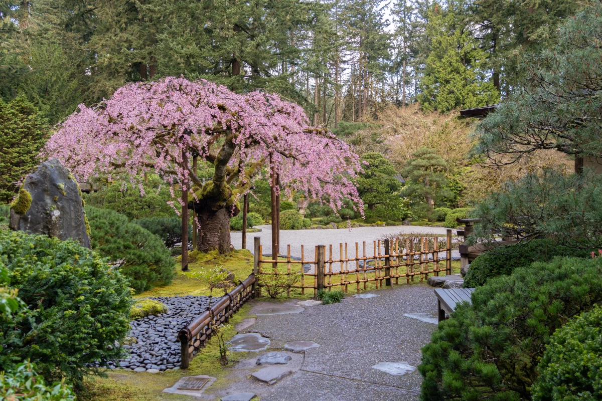A cherry blossom tree at the Portland Japanese Garden in Portland on March 27.