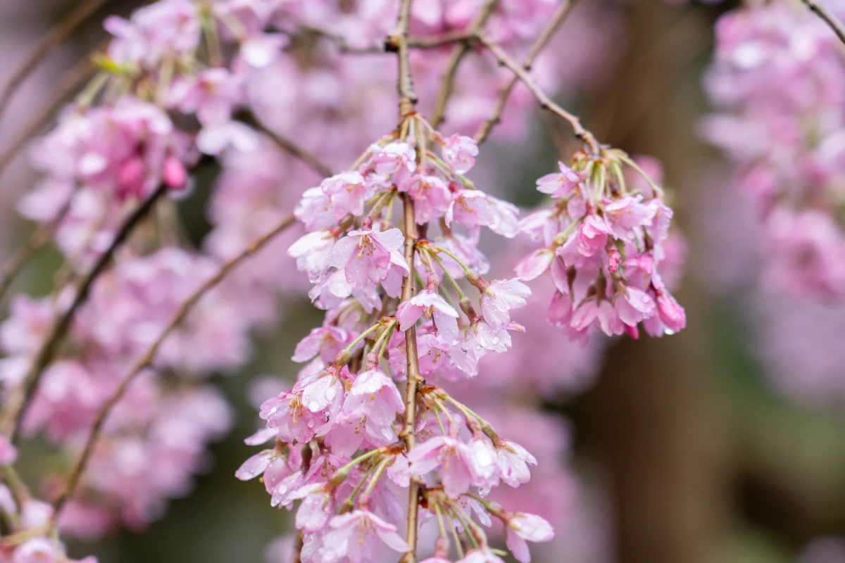 Cherry blossoms on a tree at the Portland Japanese Garden in Portland on March 27.