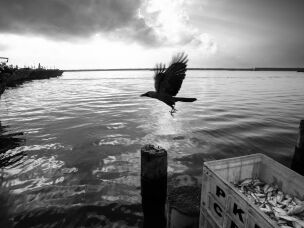 A crow flies over a crate of freshly caught fish at Kasimedu Fishing Harbour in Chennai, India, looking for fish left among the day's catch.