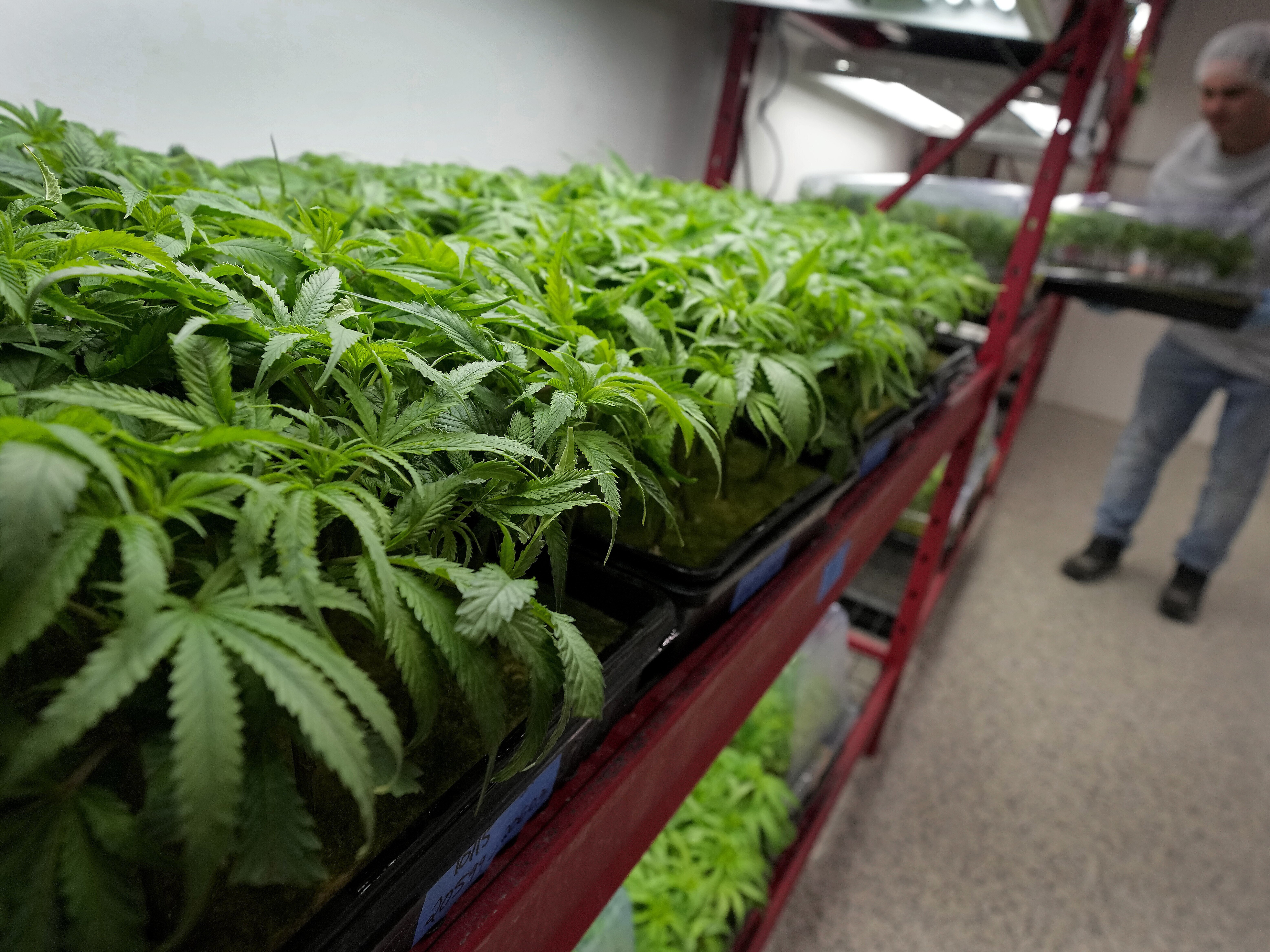 Federal Marijuana Rescheduling Brings Immediate Changes and Future Hopes