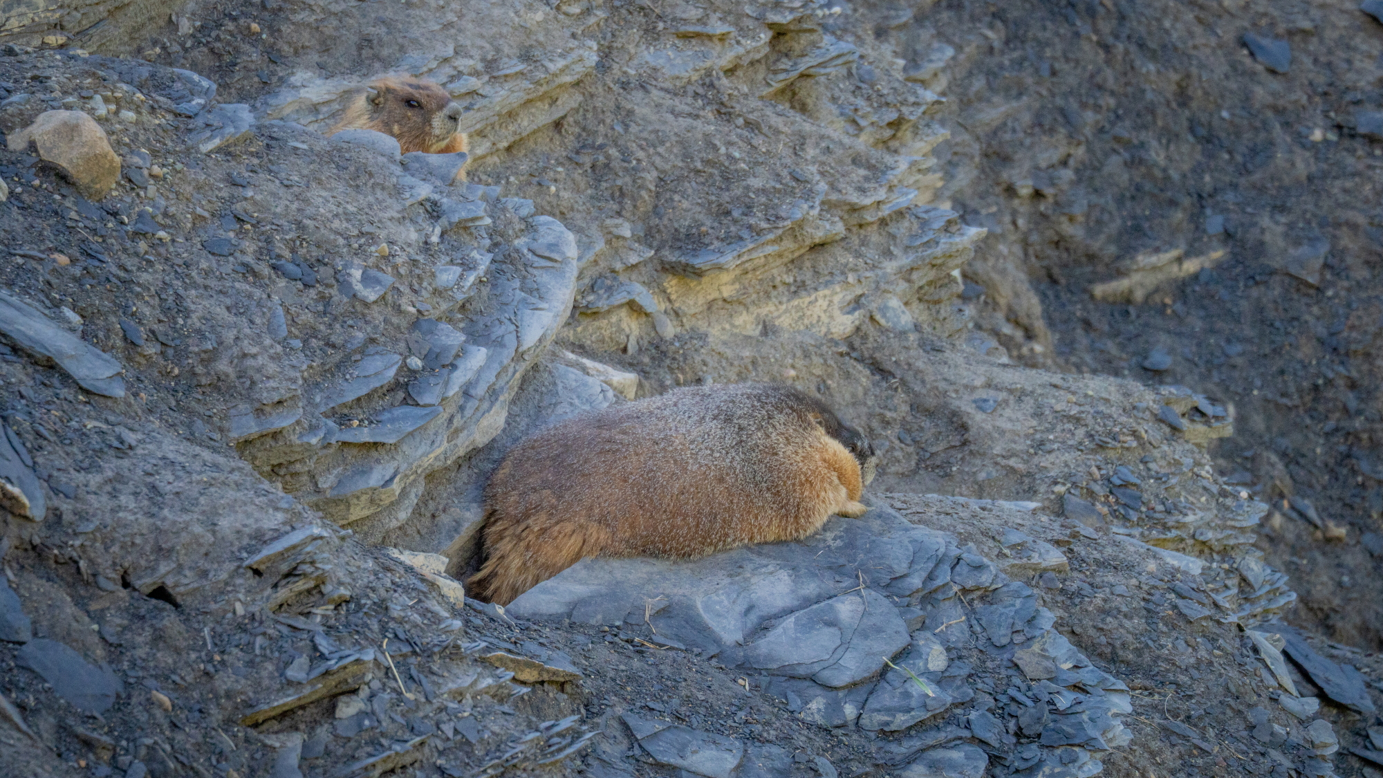 Meet the inaugural winner of Fat Marmot Week