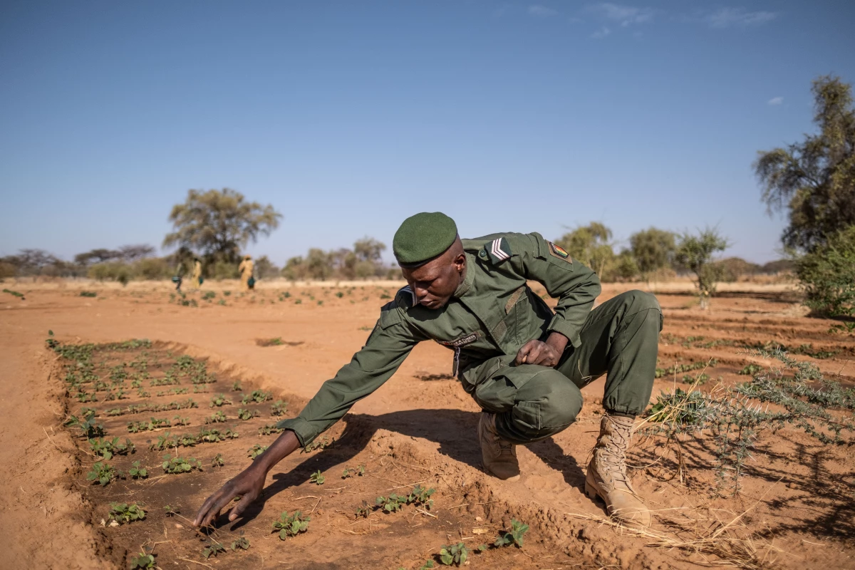 Sergeant Ahmadou Badji, head of Great Green Wall efforts in the region of Widou Thiengoly, Senegal, tends to seedlings on a farm outside the village that was supposed to benefit from the project. It initially failed, then was revived with funding from a Moroccan phosphate mining company.