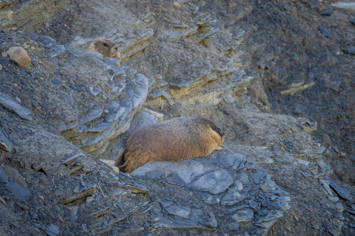 Exclusive: Meet the inaugural winner of Fat Marmot Week