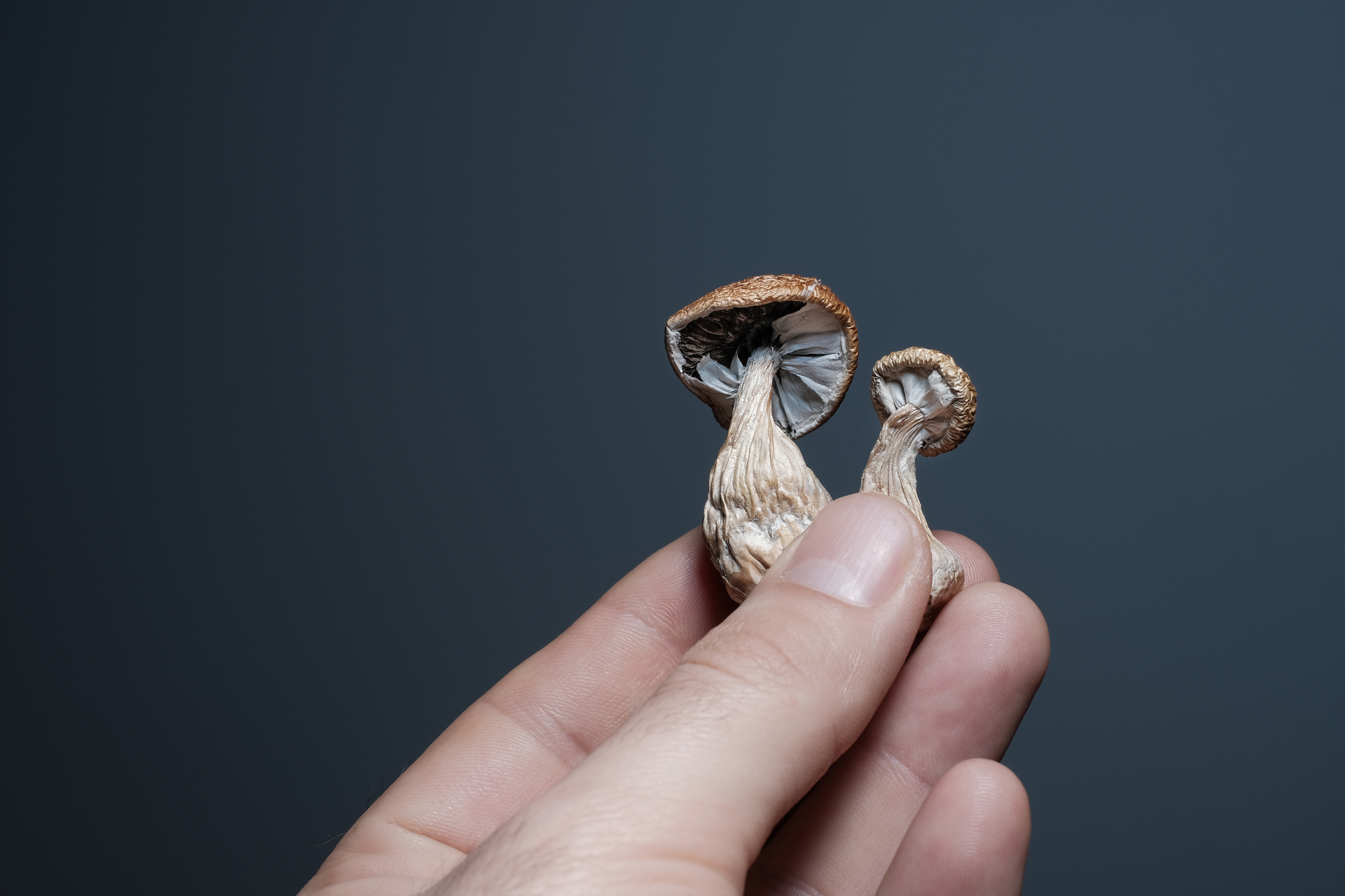 New human data hints at psychedelics' potential to combat inflammation