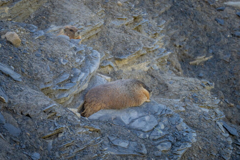 Exclusive: Meet the inaugural winner of Fat Marmot Week