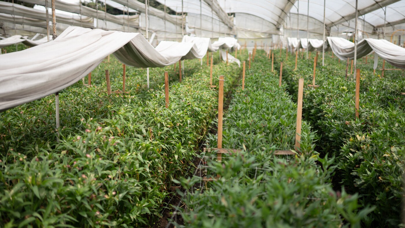 The truth behind your Valentine's Day flowers