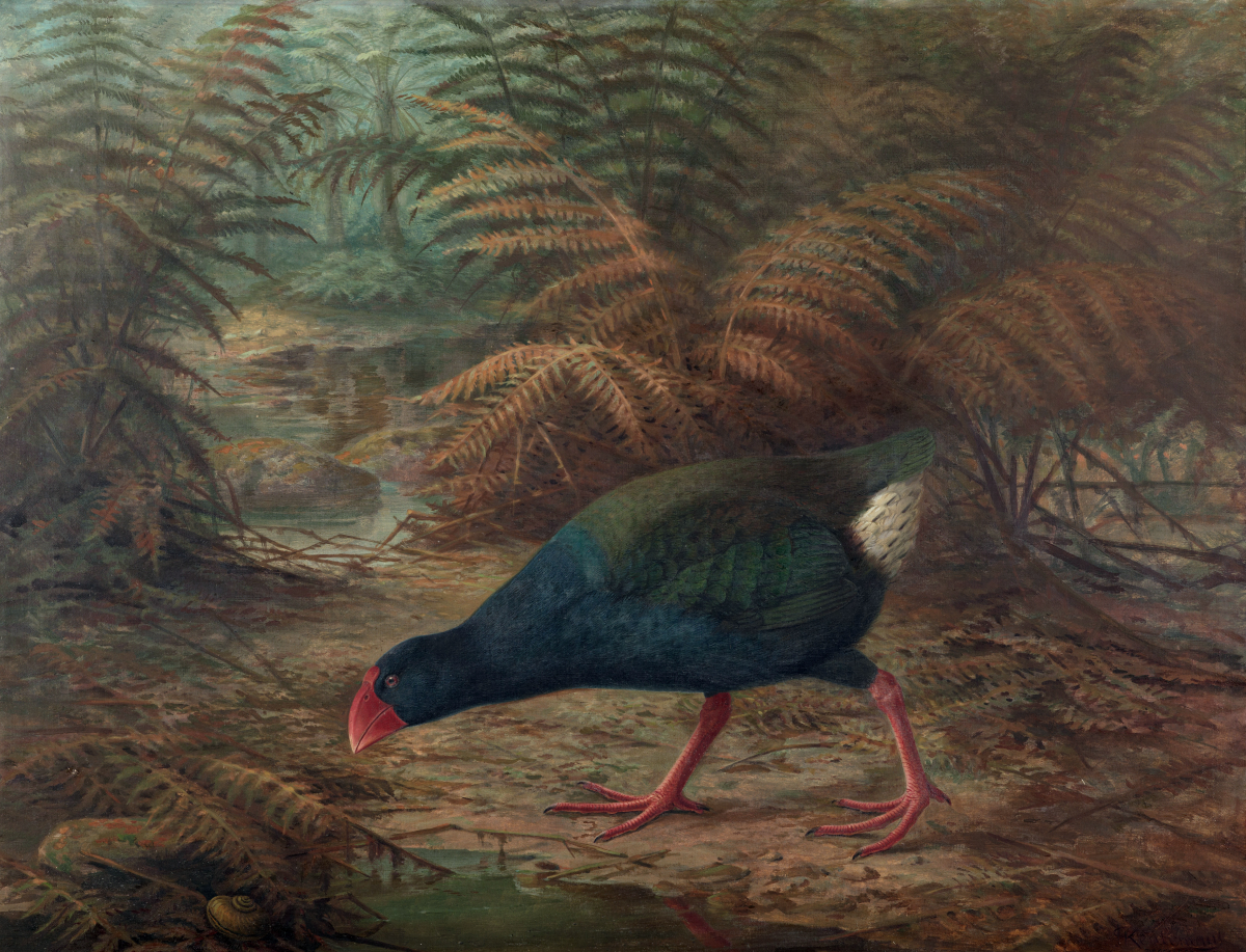 A takahē , depicted in a painting created shortly after the species was thought extinct around 1900. They were rediscovered in a remote part of New Zealand's Murchison Mountains. The birds have particular significance to the Ngāi Tahu, a South Island Māori tribe.