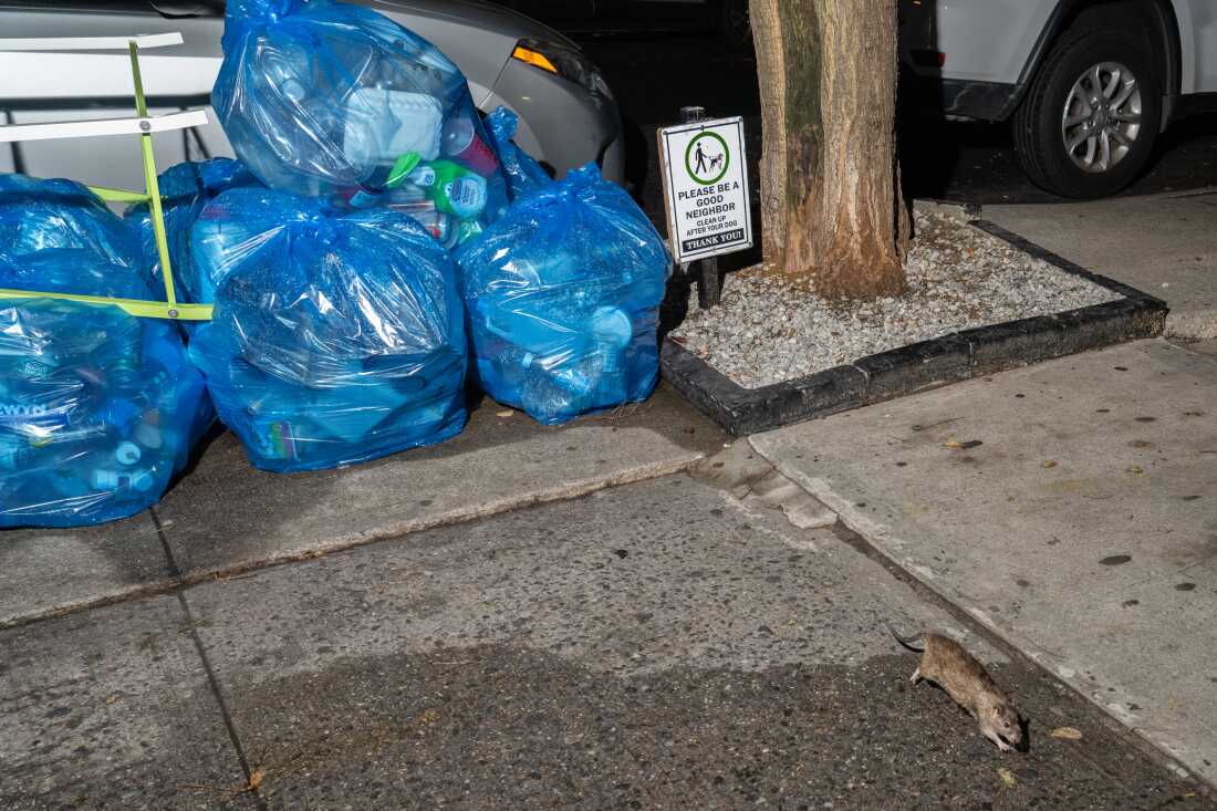 New York City has a rat problem. Officials have a plan to kick it from ...