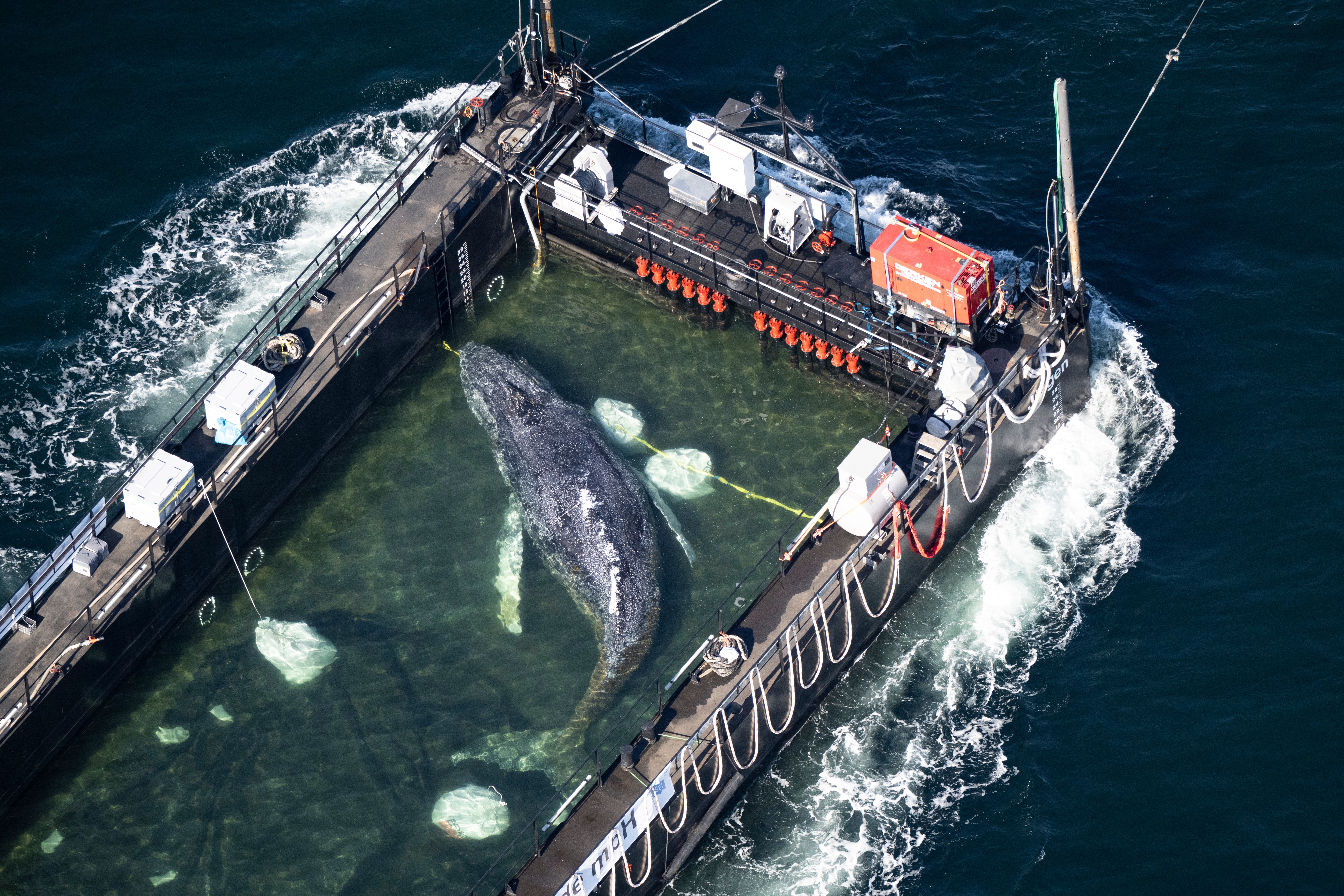 Timmy the humpback whale found dead off Danish coast