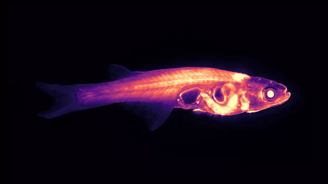 Fluorescent proteins, seen inside this transparent <em>Danionella</em> fish, allow scientists to track processes in its brain and body. Researchers at a major brain science center hope that studying <em>Danionella</em> fish will reveal new information about the brain-behavior connection.