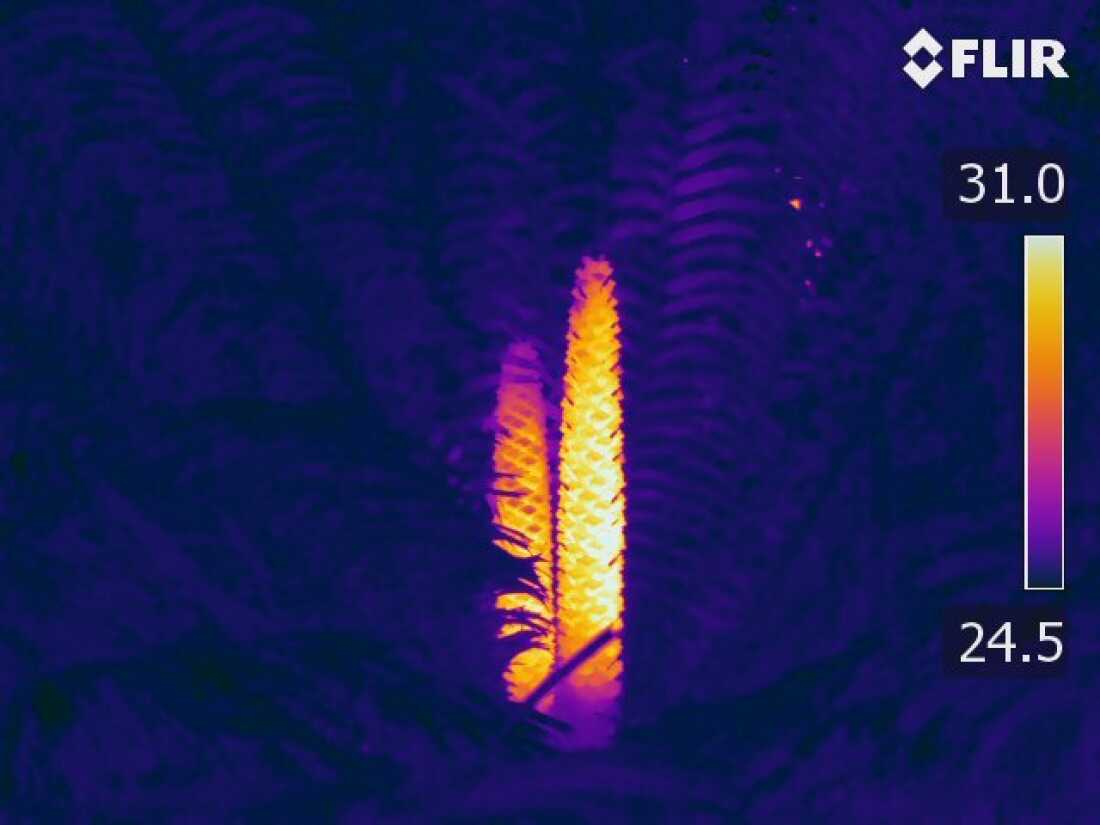 This thermal image shows two male cycad cones releasing pollen. This plant's cones heat up during pollen-release.
