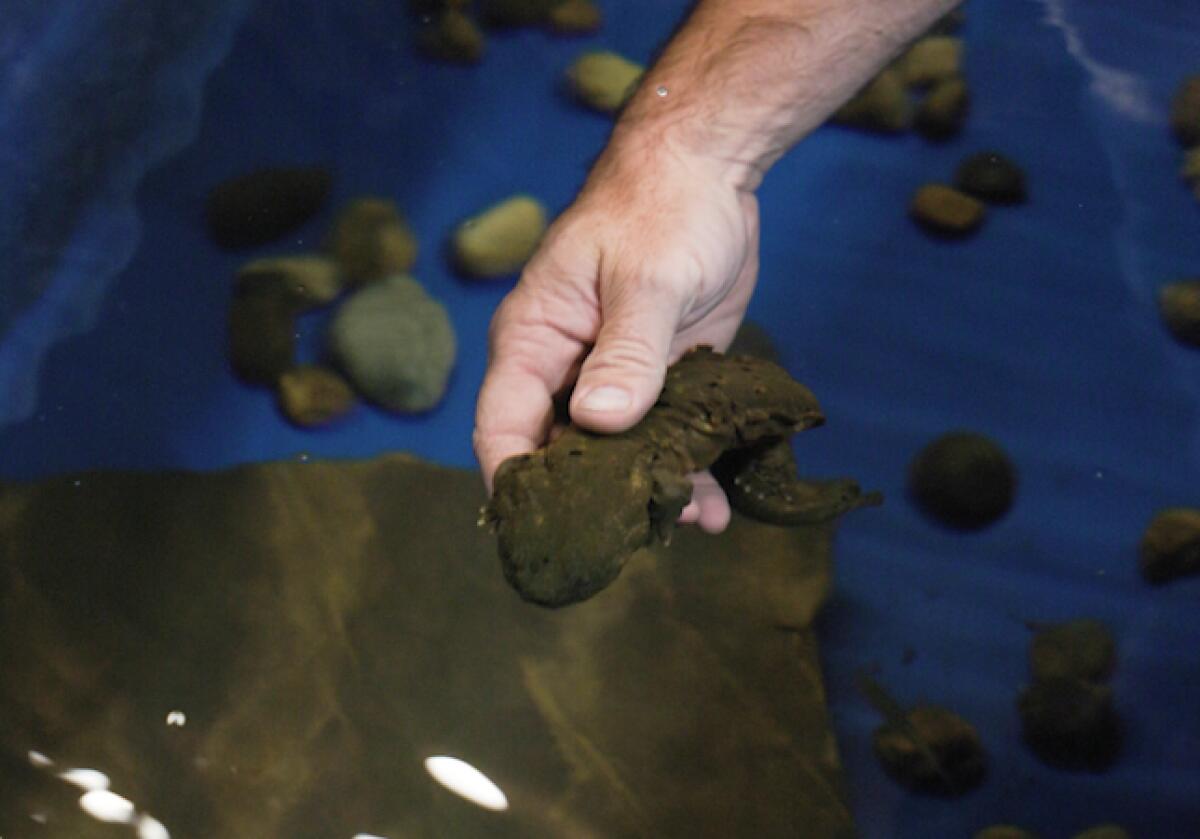 A hellbender in a water tank.