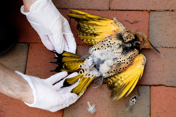 Ethan Ableman, a volunteer for Lights Out DC, examines the unique feathers of a northern flicker that died after colliding with a building earlier this year in Washington, D.C.