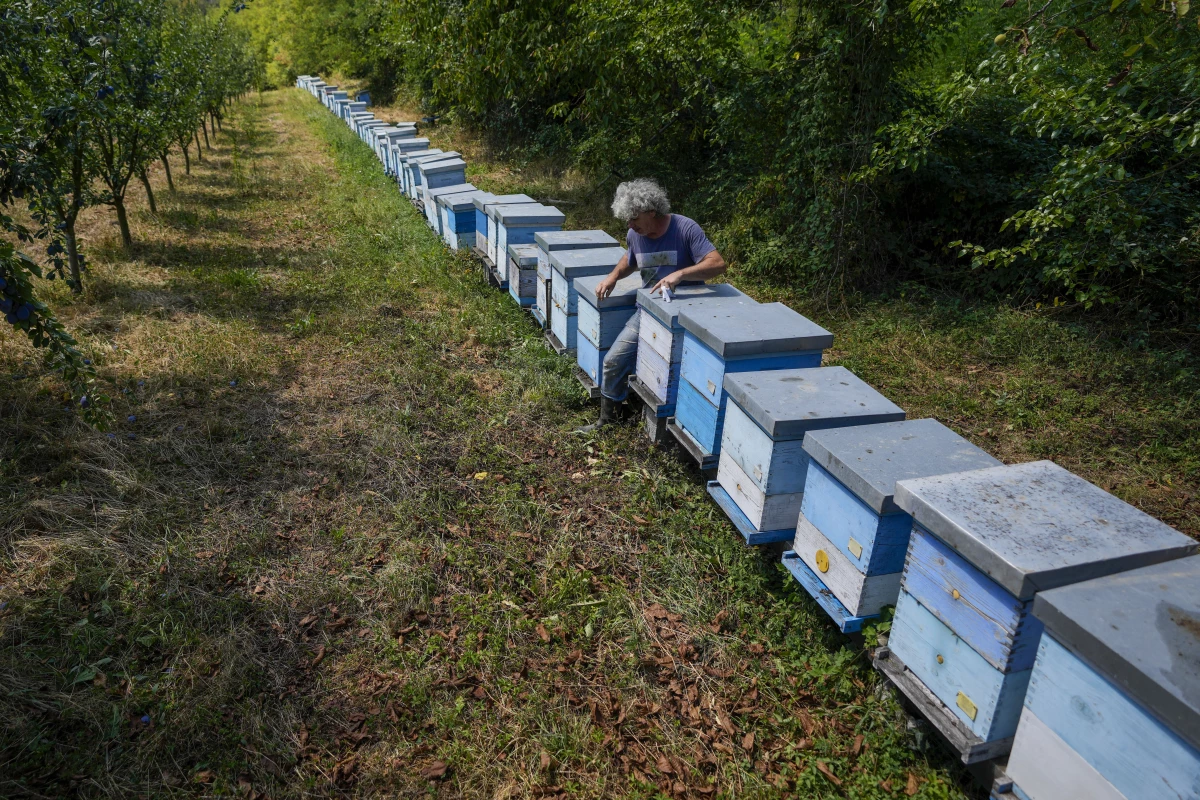 Vladan Jakovljevic checks his beehives outside the village of Gornje Nedeljice, in the fertile Jadar Valley, in western Serbia, on Aug. 6.