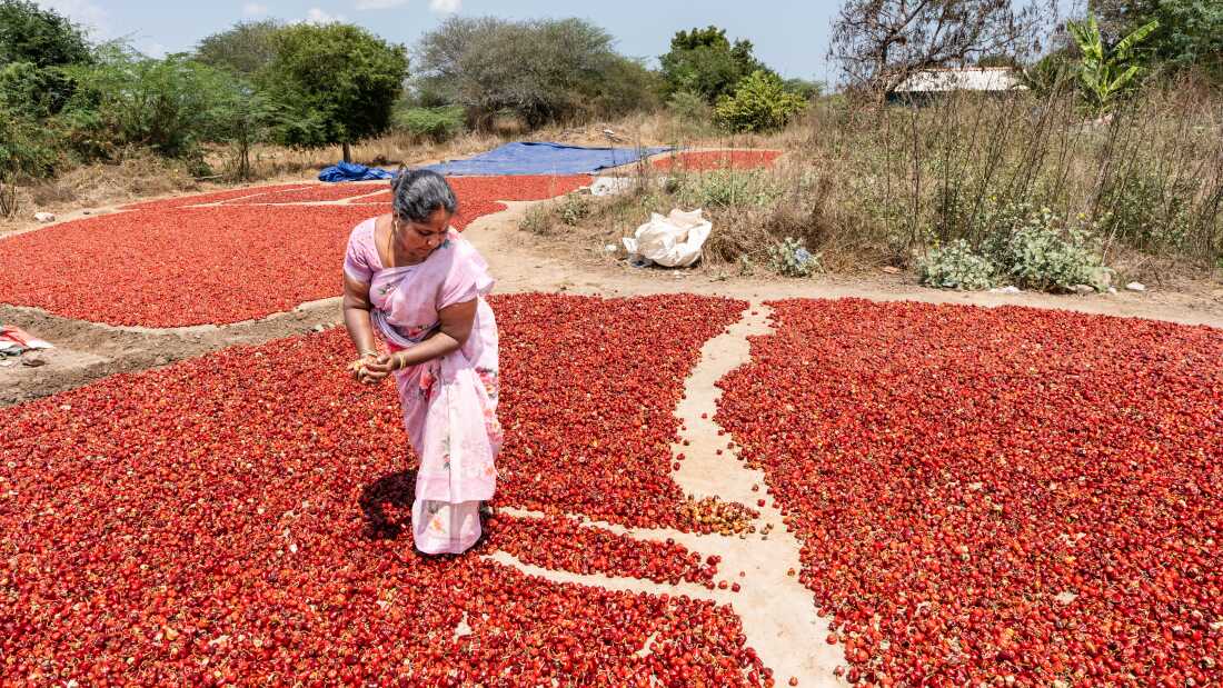 rajeshwari, 44, grades the chile's she has picked in the fields. Her sharp eyes spot the pale white pods from the sea of red. “We sort and grade these chillies by hand,” she says. “The ones with the rich red color are the best, but even though the paler ones are of poorer quality, we can still sell these at the market.”