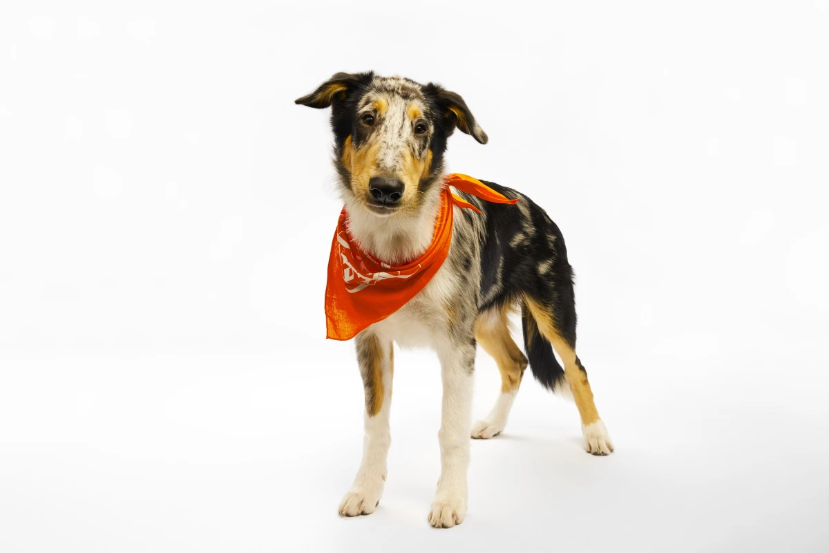 Foxtrot, a border collie hailing from Minnesota, was crowned MVP of the 21st Puppy Bowl.