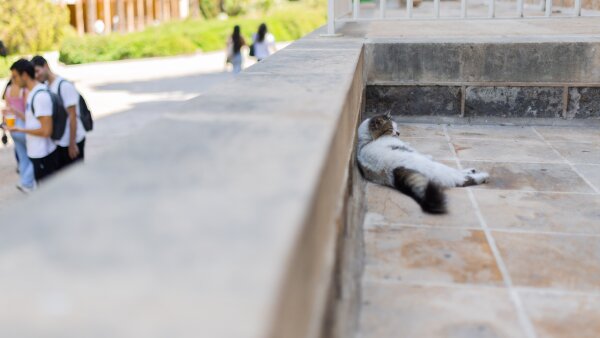 A cat takes a nap in the sun on the American University of Beirut campus.