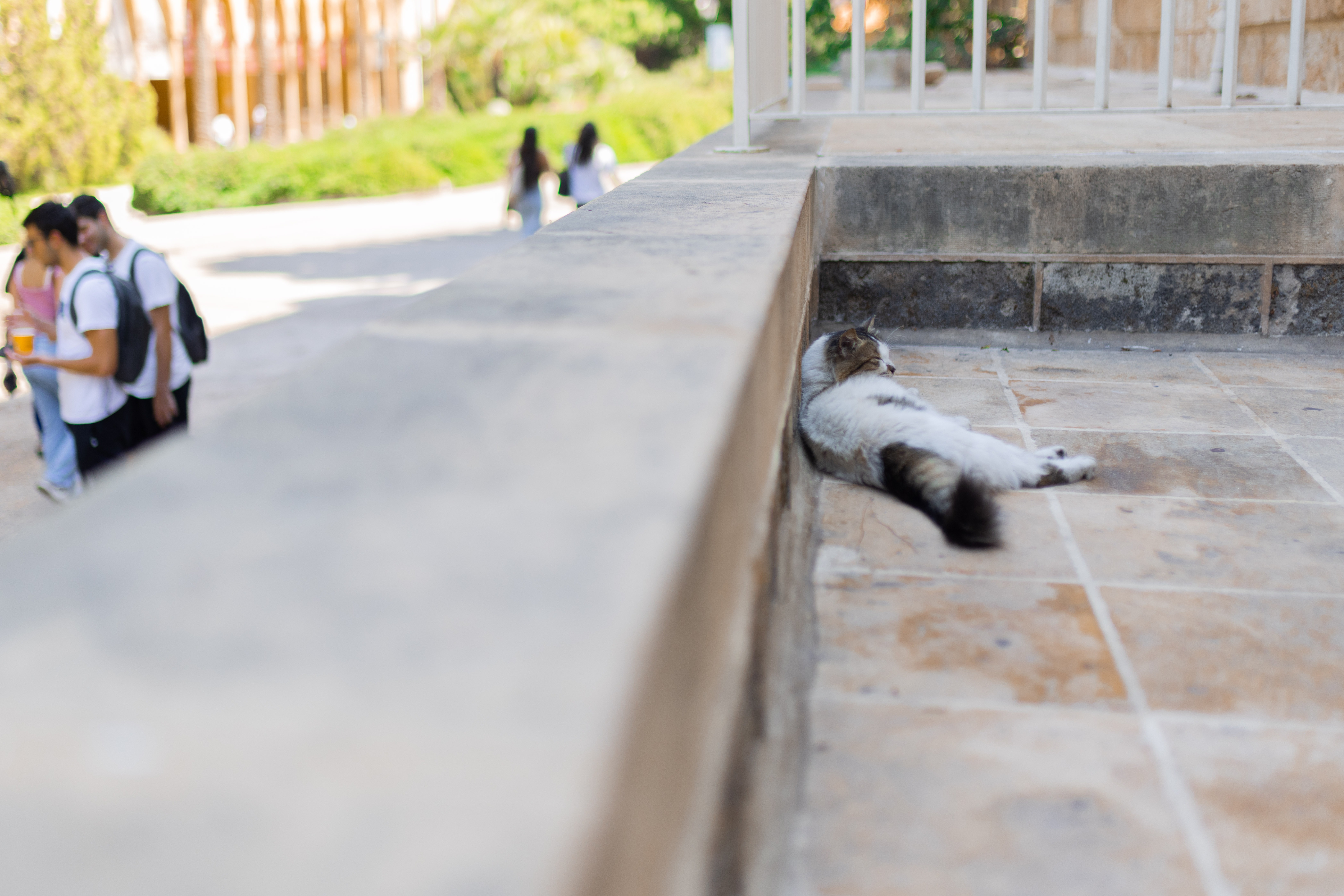 In Beirut, Lebanon's cats of war find peace on university campus