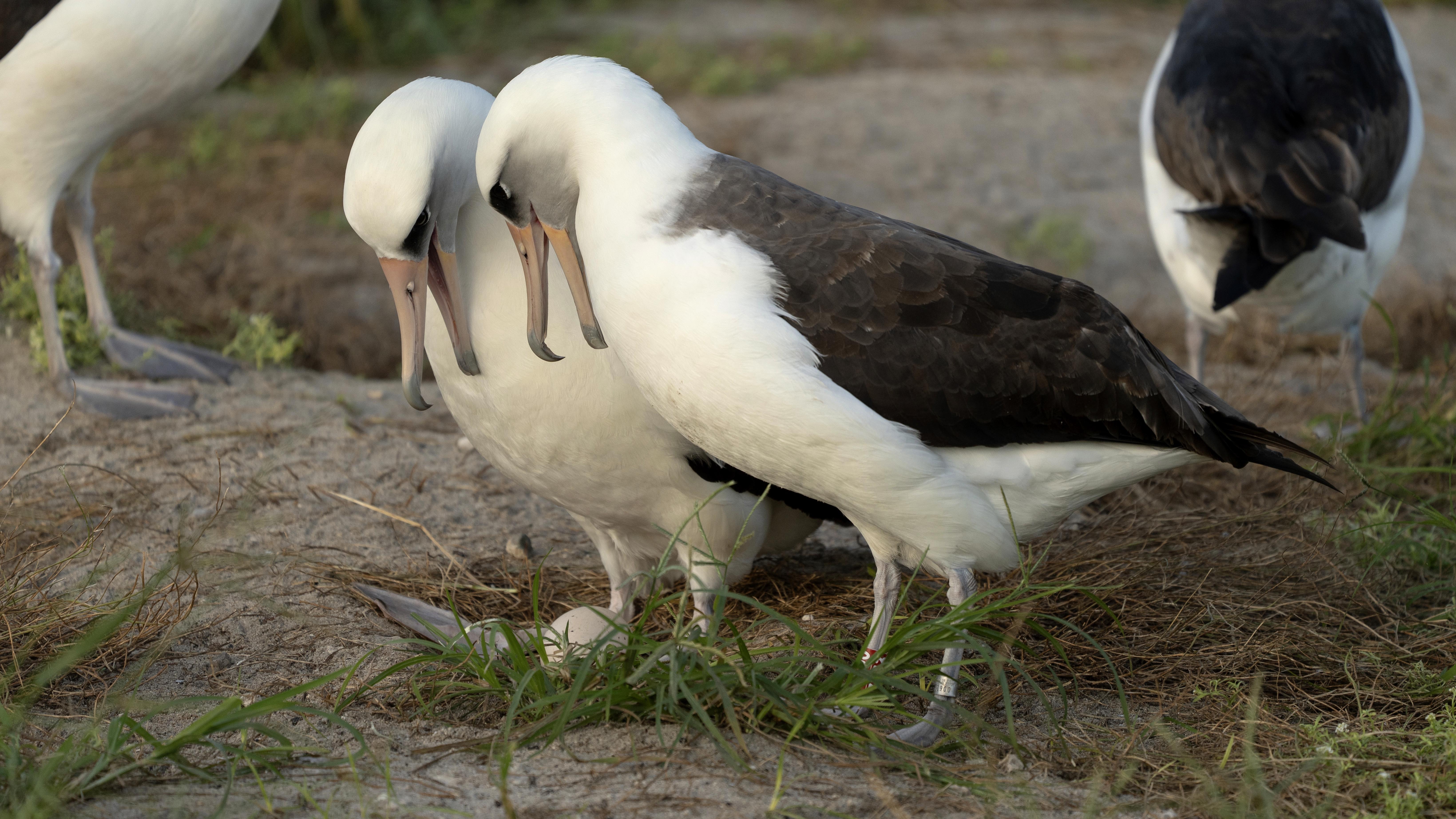 Wisdom, the legendary Laysan albatross or mōlī, stands at right with red leg tag next to her new partner as they admire their recently laid egg at Midway Atoll National Wildlife Refuge on Nov. 27, 2024.