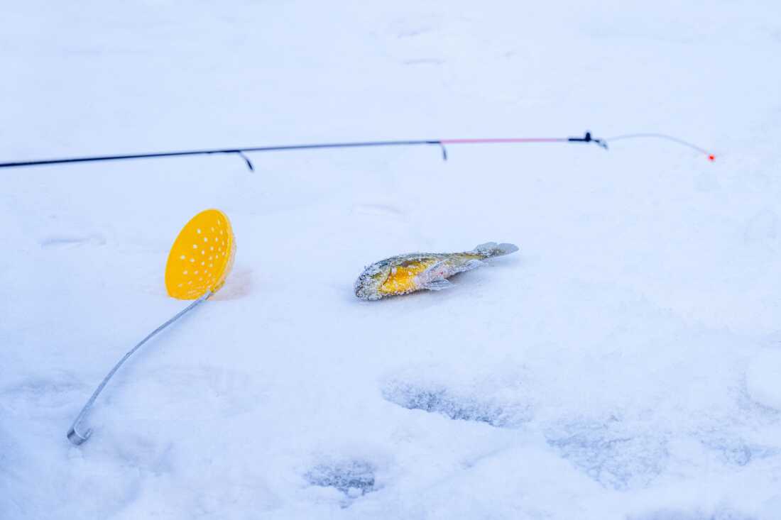 A blue gill and ice skimmer rest on the ice as Tony Pavlak ice fishes on Monona Bay on Saturday, Feb. 7, 2026, in Madison, Wisconsin. Photo by Kayla Wolf