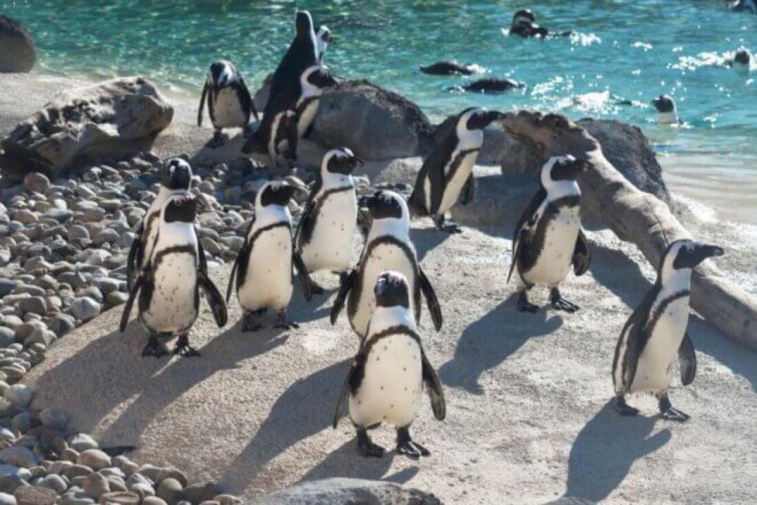 ‘Mr. Greedy,’ African penguin who fathered 230, dies : NPR ‘Mr. Greedy,’ African penguin who fathered 230, dies : NPR