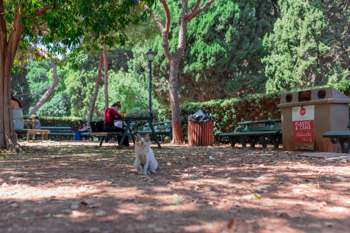 The American University of Beirut campus in Lebanon offers refuge to as many as 1,600 cats.