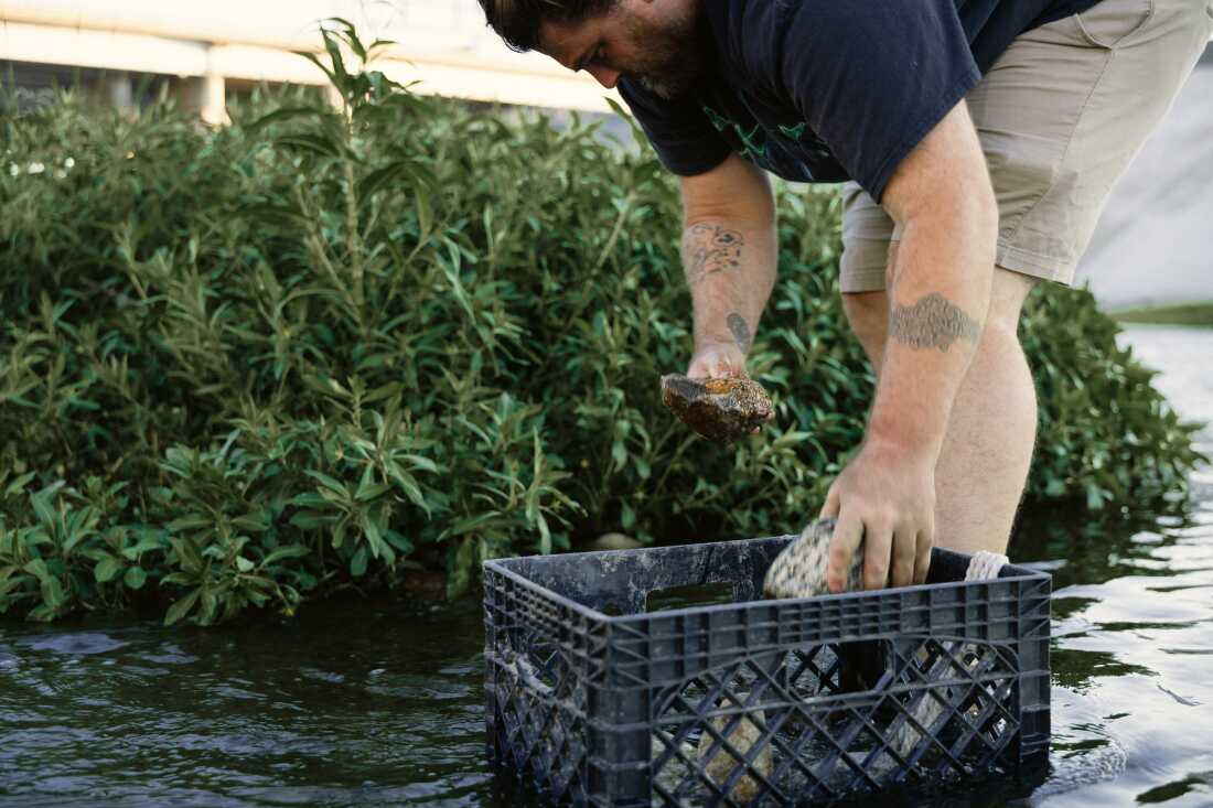 Volunteer Isaac Cohen places rocks amongst the wetlands.